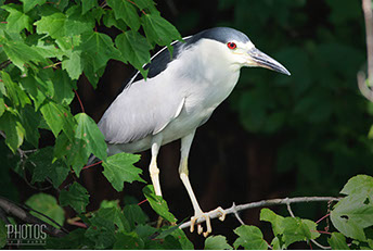 Black-Crowned Night Heron