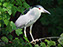 Black-Crowned Night Heron