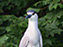Black-Crowned Night Heron