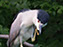 Black-Crowned Night Heron