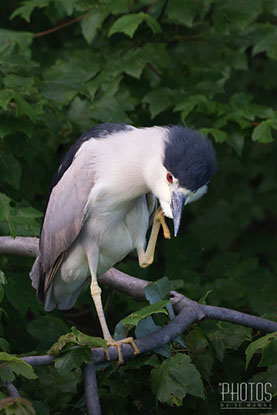 Black-Crowned Night Heron