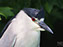 Black-Crowned Night Heron