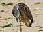 Cape Henlopen State Park, Ghost Crab