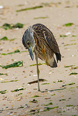 Yellow-Crowned Night Heron