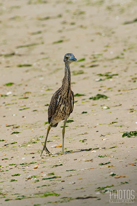Cape Henlopen State Park, Ghost Crab