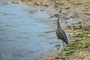 Yellow-Crowned Night Heron