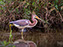 Tricolored Heron
