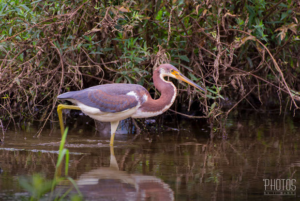 Tricolored Heron