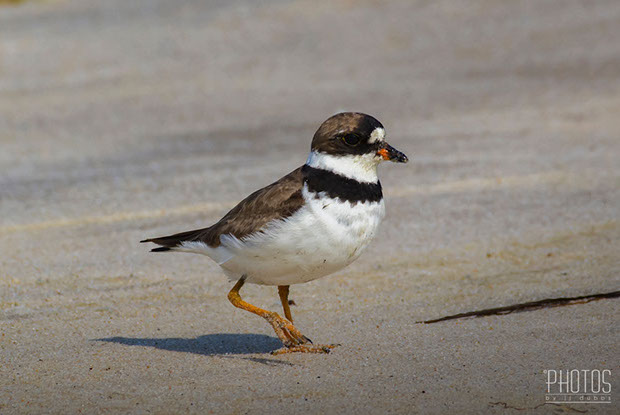 Semi-Palmated Plover