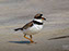 Semi-Palmated Plover