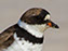 Semi-Palmated Plover