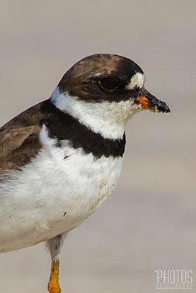Semi-Palmated Plover