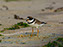 Semi-Palmated Plover