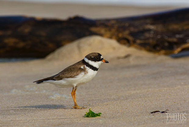 Semi-Palmated Plover