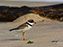 Semi-Palmated Plover