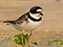 Semi-Palmated Plover
