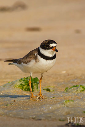 Semi-Palmated Plover