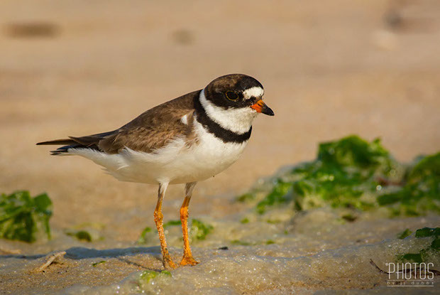 Semi-Palmated Plover