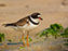 Semi-Palmated Plover