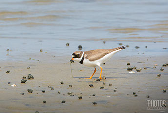 Semi-Palmated Plover