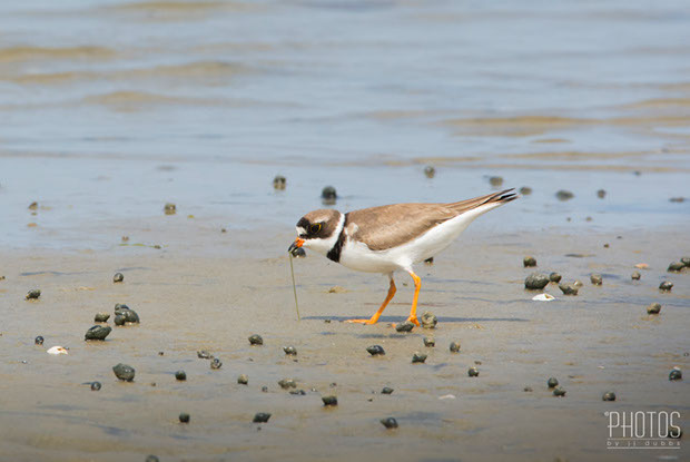 Cape Henlopen State Park, Semi-Palmated Plover