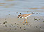 Cape Henlopen State Park, Semi-Palmated Plover