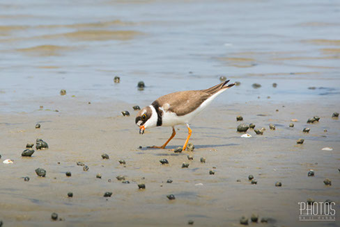 Cape Henlopen State Park, Semi-Palmated Plover