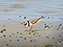 Cape Henlopen State Park, Semi-Palmated Plover
