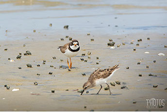 Cape Henlopen State Park, Semi-Palmated Plover