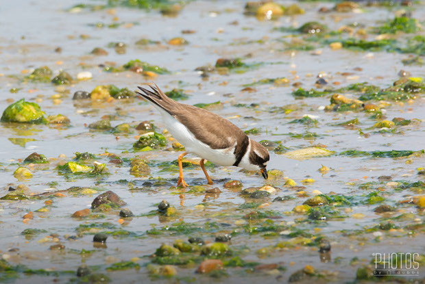 Semi-Palmated Plover