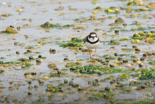 Semi-Palmated Plover
