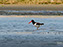 American Oystercatcher