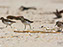 Least Sandpiper