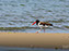 American Oystercatcher