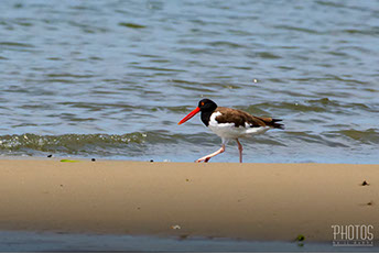 American Oystercatcher