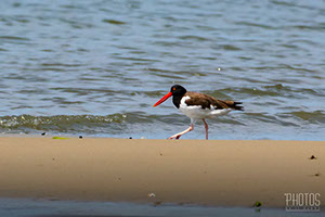 American Oystercatcher