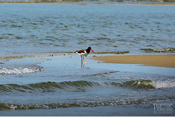 Cape Henlopen State Park, American Oystercatcher