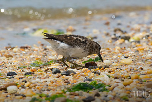 Cape Henlopen State Park, Least Sandpipers