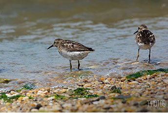 Cape Henlopen State Park, Least Sandpipers