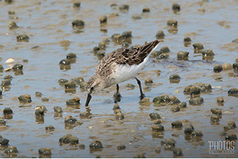 Least Sandpiper