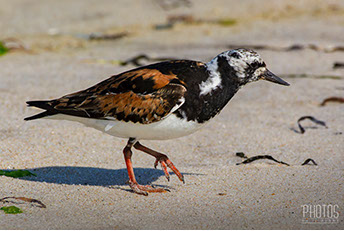 Ruddy Turnstone