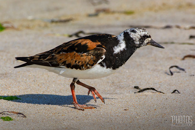 Ruddy Turnstone