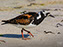 Ruddy Turnstone