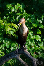Cormorant