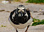 Ruddy Turnstone