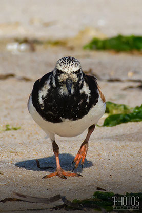 Ruddy Turnstone