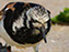 Ruddy Turnstone
