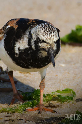 Ruddy Turnstone