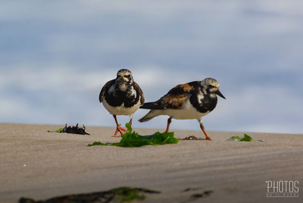 Ruddy Turnstone