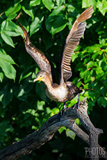 Cormorant